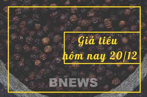 Giá tiêu hôm nay 20/12: Tiếp tục đi ngang không dừng?
