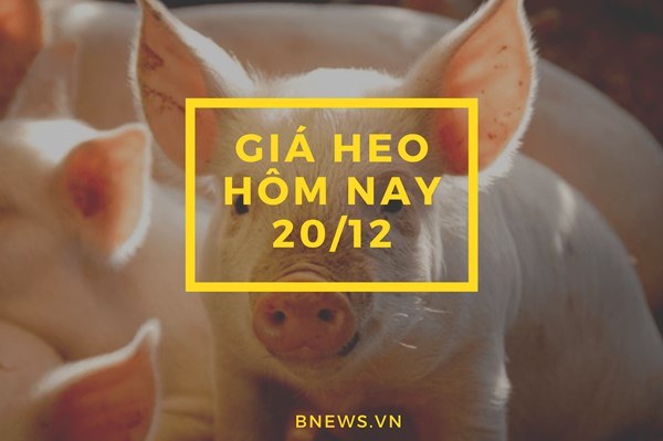 Giá heo hơi hôm nay 20/12: Xu hướng ảm đạm vẫn đeo bám?