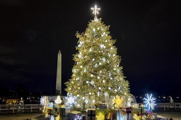 Sôi động thị trường cây thông Noel tại Mỹ