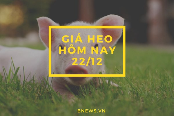 Giá heo hơi hôm nay 22/12: Ba miền lặng sóng