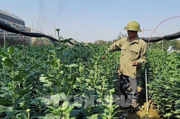 Hà Nội: Người trồng hoa ở Mê Linh thất thu vì thời tiết khắc nghiệt