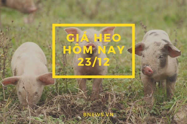 Giá heo hơi hôm nay 23/12: Vẫn tiếp tục đi ngang