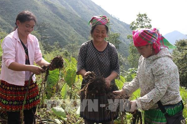 Yên Bái gắn sản phẩm OCOP với vùng nguyên liệu