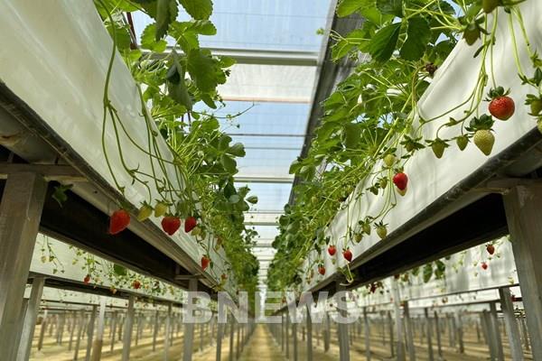 Du lịch canh nông Lâm Đồng: Cần đơn giản hóa thủ tục và chuyên nghiệp hóa