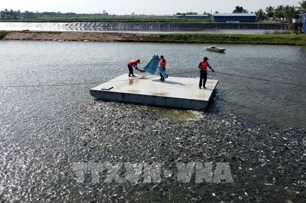Đồng Tháp đặt mục tiêu đưa diện tích nuôi cá tra đến năm 2025 lên 2.450 ha