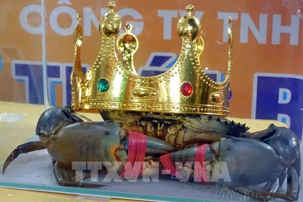 Cua “Bình Dư” chiến thắng giải "Cua Cà Mau lớn nhất-cua Sumo"