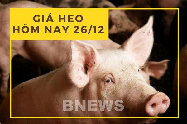 Giá heo hơi hôm nay 26/12: Vẫn diễn biến chưa mấy tích cực