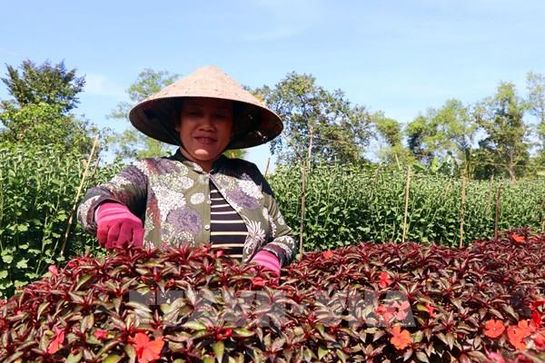 Người trồng hoa ở Cần Thơ kỳ vọng vụ hoa Tết