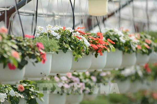  Làng hoa Dương Sơn nhộn nhịp vào vụ Tết