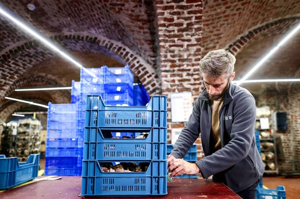 Doanh nghiệp Bỉ sản xuất nấm từ phế thải bia và bánh mì