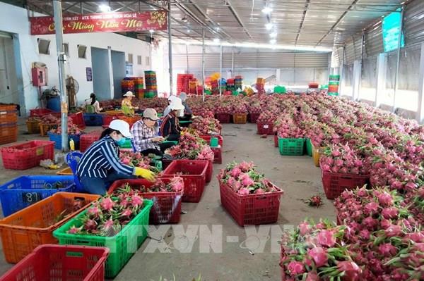 Tập trung củng cố hợp tác xã trong vùng sản xuất nông nghiệp ứng dụng công nghệ cao