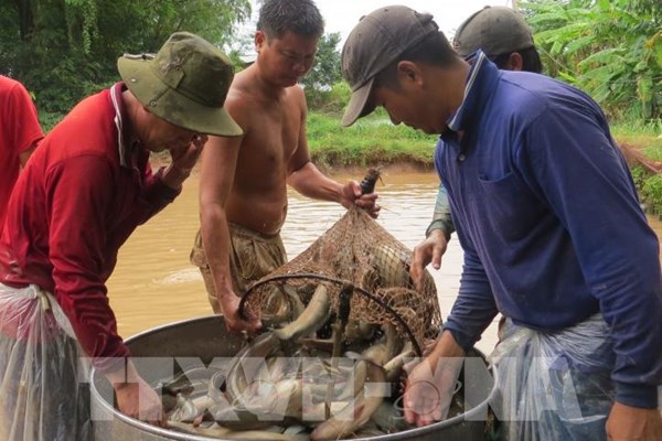 Bắc Ninh tăng cường chống rét cho động vật thủy sản