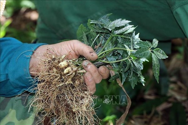 Hỗ trợ giá cây giống bảo tồn Quốc bảo sâm Ngọc Linh
