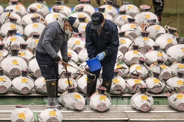 Nhộn nhịp phiên đấu giá cá ngừ đầu năm tại Nhật Bản