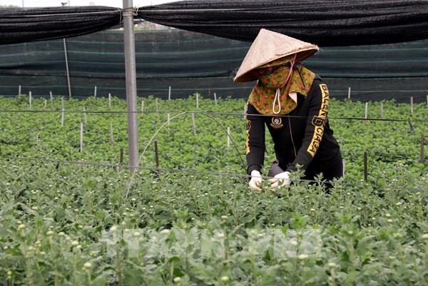 Giá hoa cao giúp người trồng hoa Nam Định tăng thu nhập