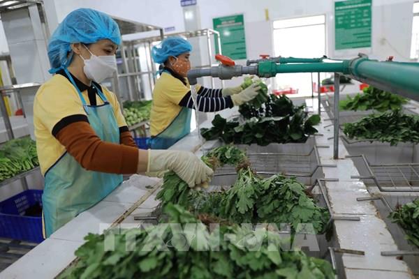 EU gỡ bỏ kiểm soát một số mặt hàng rau gia vị của Việt Nam