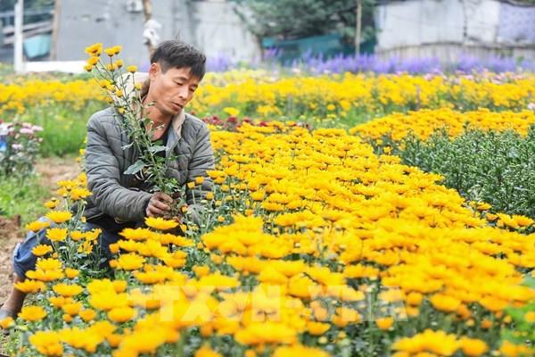 Không khí đón xuân tại làng hoa Khương Hạ