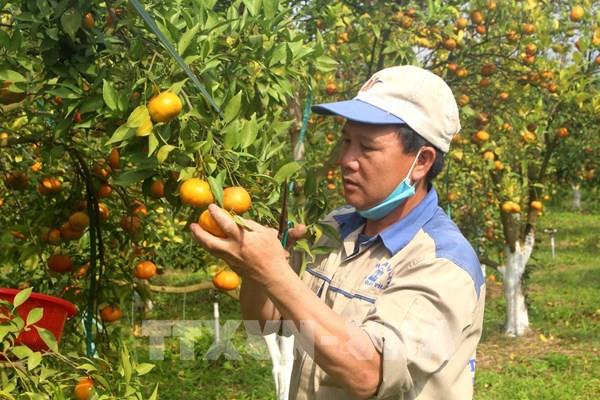 Vựa cam xứ Thanh vào mùa thu hoạch Tết