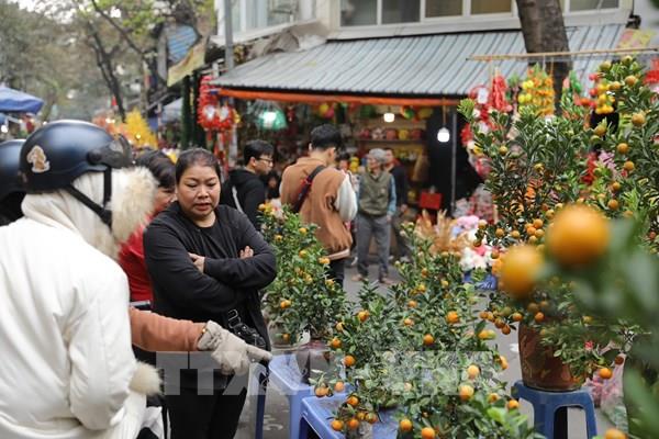 Rộn ràng chợ hoa Tết truyền thống phố Hàng Lược