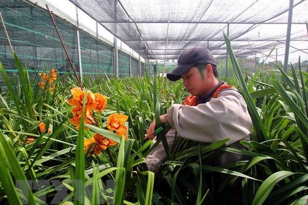 Địa lan Đà Lạt xuống phố đón Tết với giá “bình dân”