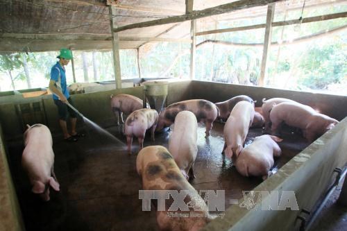 Giá lợn hơi tiếp tục lao dốc