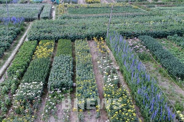 Đẹp ngỡ ngàng làng hoa trong lòng phố tại Hà Nội