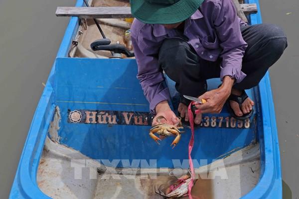 Cua Cà Mau tăng giá mạnh dịp cận Tết