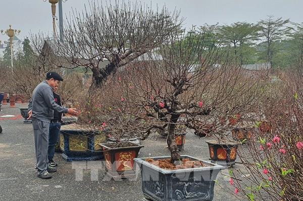 Nhộn nhịp thị trường hoa tươi, cây cảnh Tết