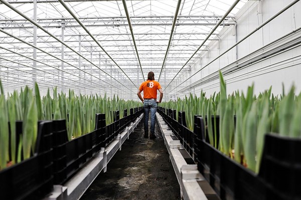 Khi năng lượng "đào" bitcoin giúp tulip “nở hoa”