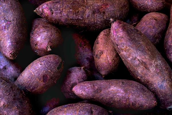 Ube - “Cơn sốt màu tím” của thế giới ẩm thực năm 2023