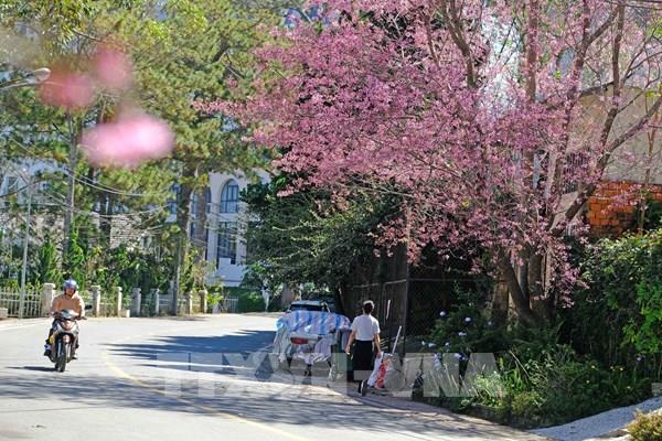 Mai anh đào Đà Lạt bừng nở khoe sắc dịp cận Tết