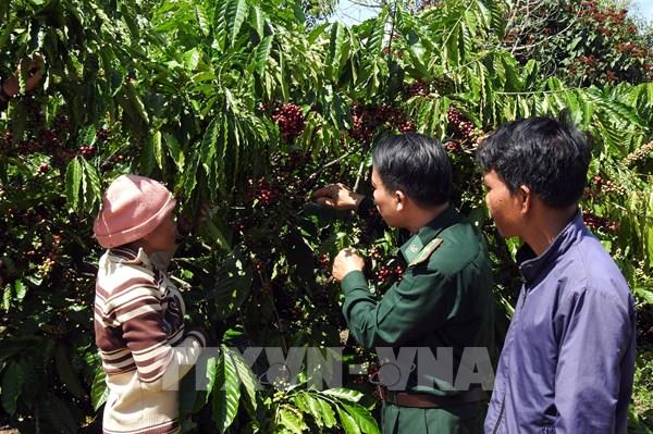 Xuân về trên biên giới Kon Tum