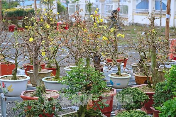 Gia Lai: Rộn ràng chợ hoa phố núi Tết Quý Mão