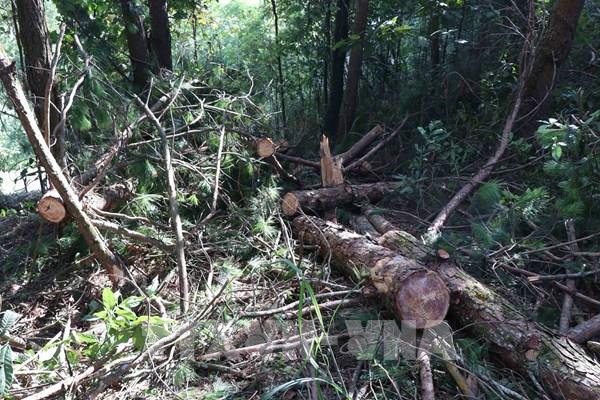 Bắt tạm giam Hạt trưởng Kiểm lâm huyện Tuần Giáo