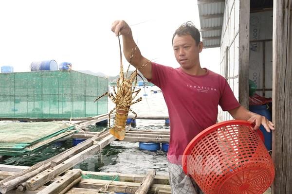 Khánh Hòa thiết lập chuỗi liên kết sản xuất, tiêu thụ tôm hùm