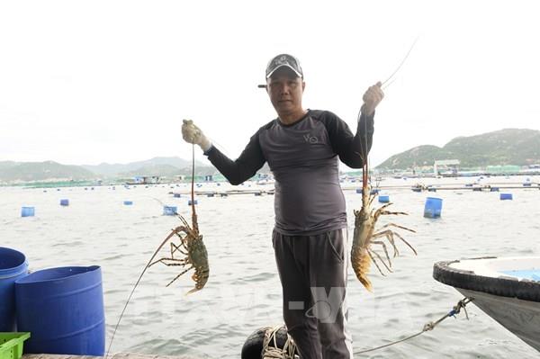 Những ông chủ tôm hùm giàu có tại Khánh Hòa