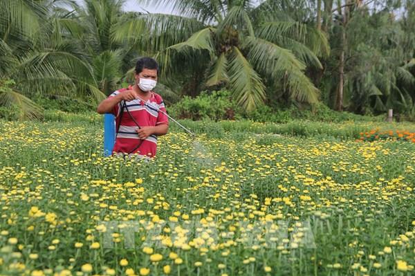 Hoa Tết ở Trà Vinh hút khách