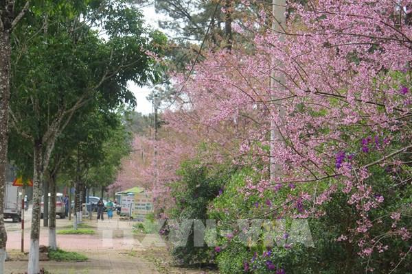 Mai anh đào Măng Đen khoe sắc dịp Tết Nguyên đán 2023