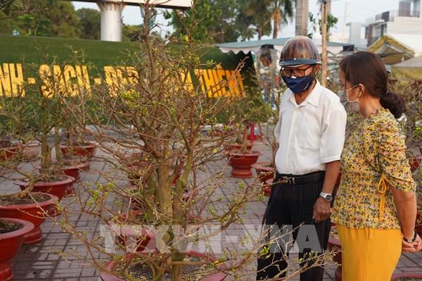 Hoa mai vàng - nét Xuân phương Nam