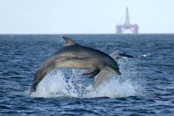 Công cụ giúp cá heo không bị tổn thương khi xây trang trại điện gió ngoài khơi