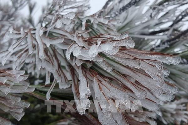 Xuất hiện băng giá, Trạm Tấu (Yên Bái) chống rét cho gia súc