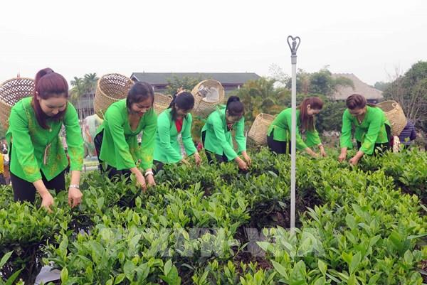 Lễ hội “Hương sắc trà Xuân - vùng chè đặc sản Tân Cương”