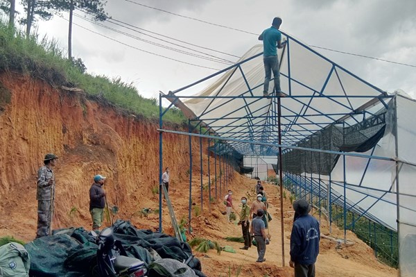 Lâm Đồng giải tỏa hơn 97ha nhà kính, nhà lưới xây dựng trái phép