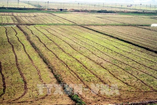 Giá gạo ở Đồng bằng sông Cửu Long tăng