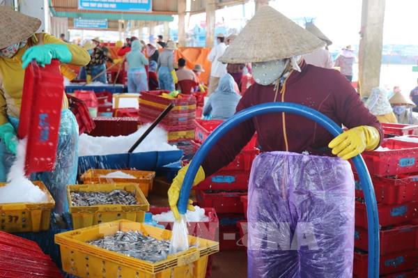 Chú trọng bảo quản sản phẩm thủy sản sau khai thác