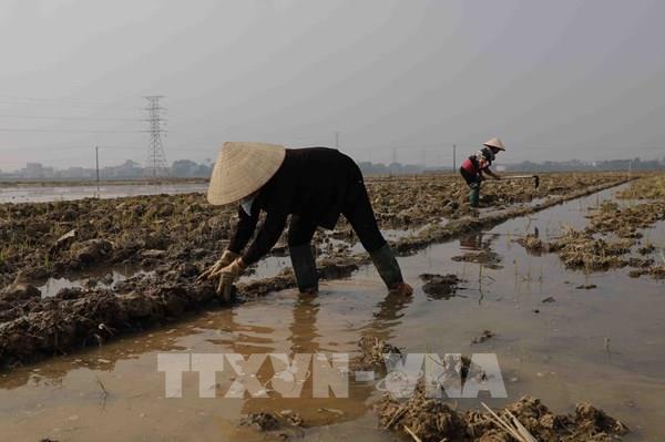 Hà Nội không để hoang hóa đất nông nghiệp