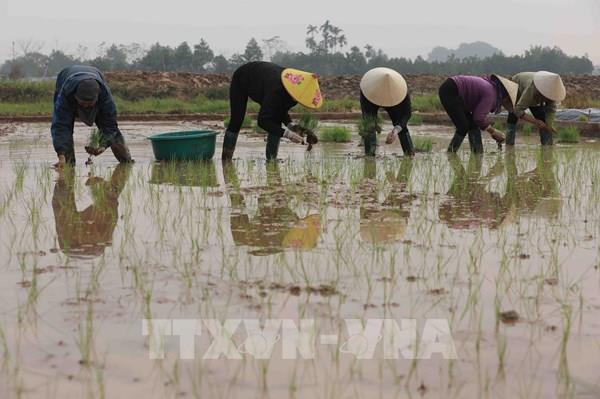 Canh tác hữu cơ tăng thu nhập cho nông dân