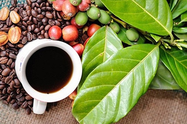 Đưa Buôn Ma Thuột trở thành điểm đến của cà phê thế giới