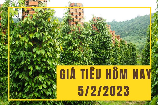 Giá tiêu hôm nay 5/2: Ổn định ở mức giá hiện tại