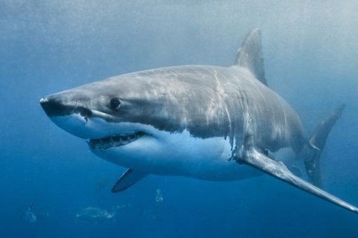 Một thiếu niên thiệt mạng do bị cá mập tấn công ở Tây Australia